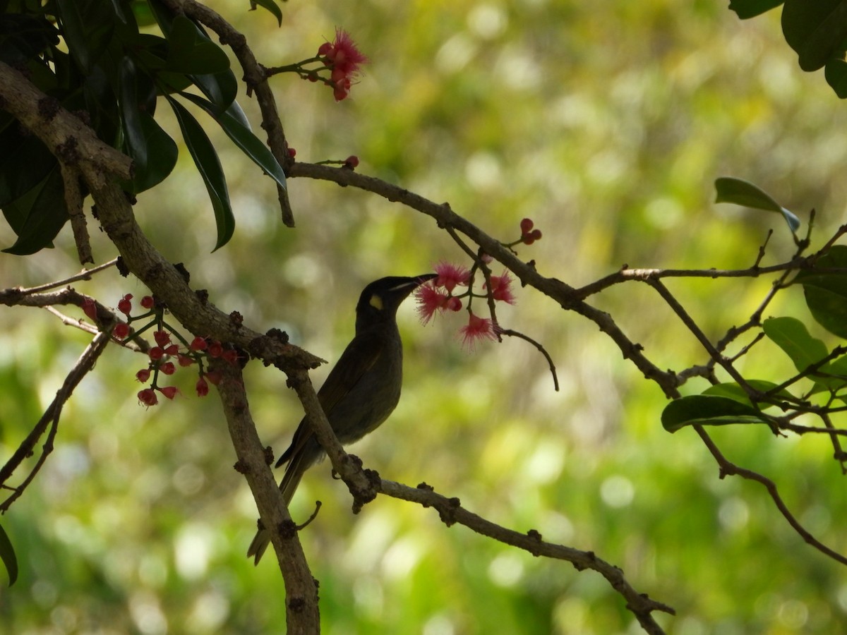 Lewin Balkuşu - ML646504509