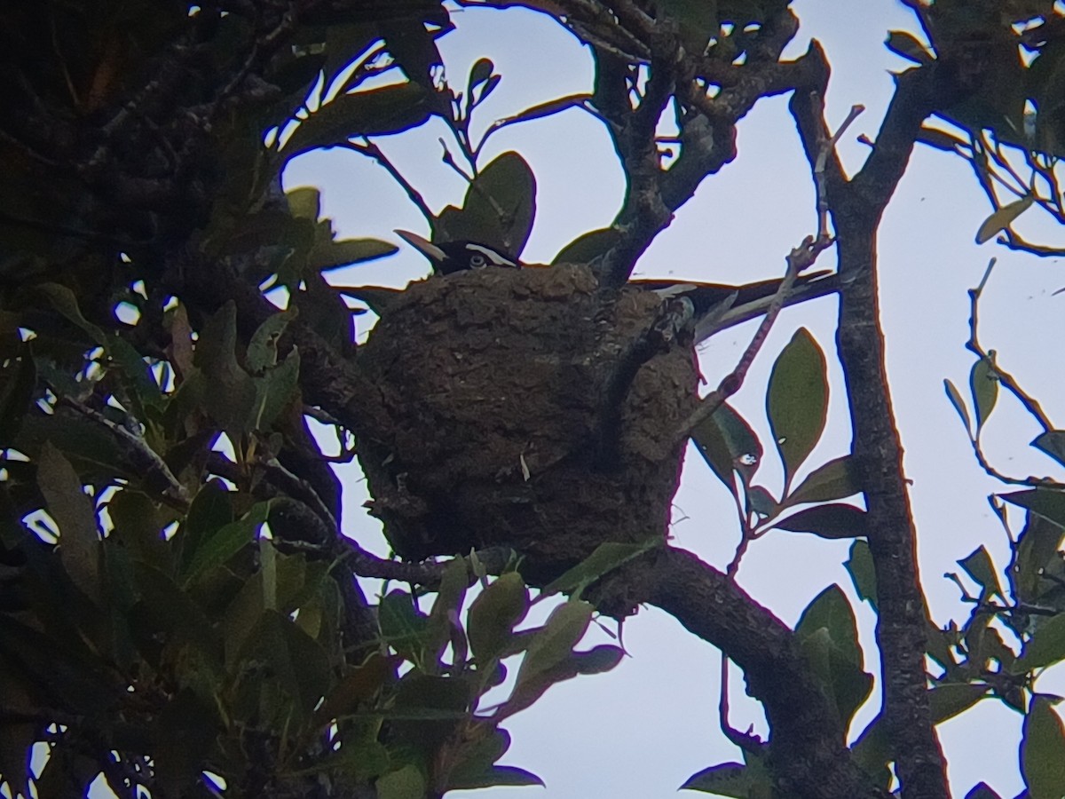 Gralline pie - ML646504510