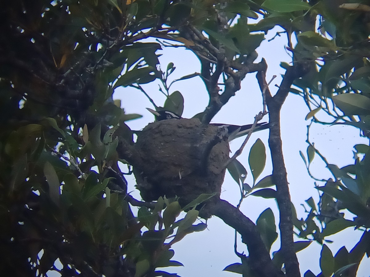 Gralline pie - ML646504511