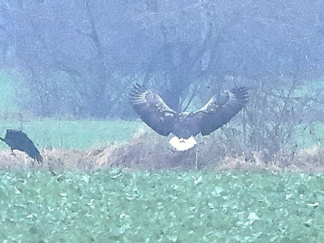 White-tailed Eagle - ML646504512