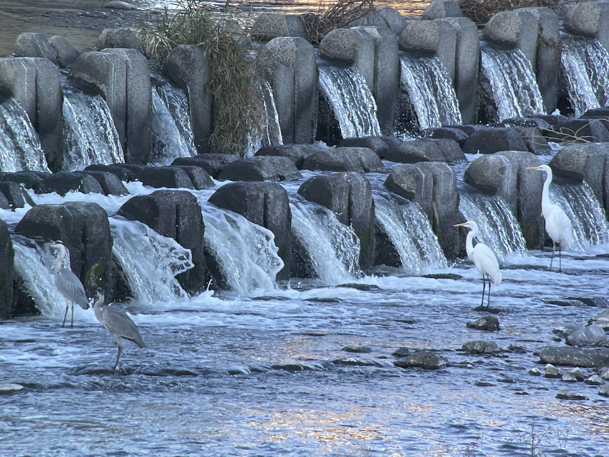 アオサギ - ML646504513