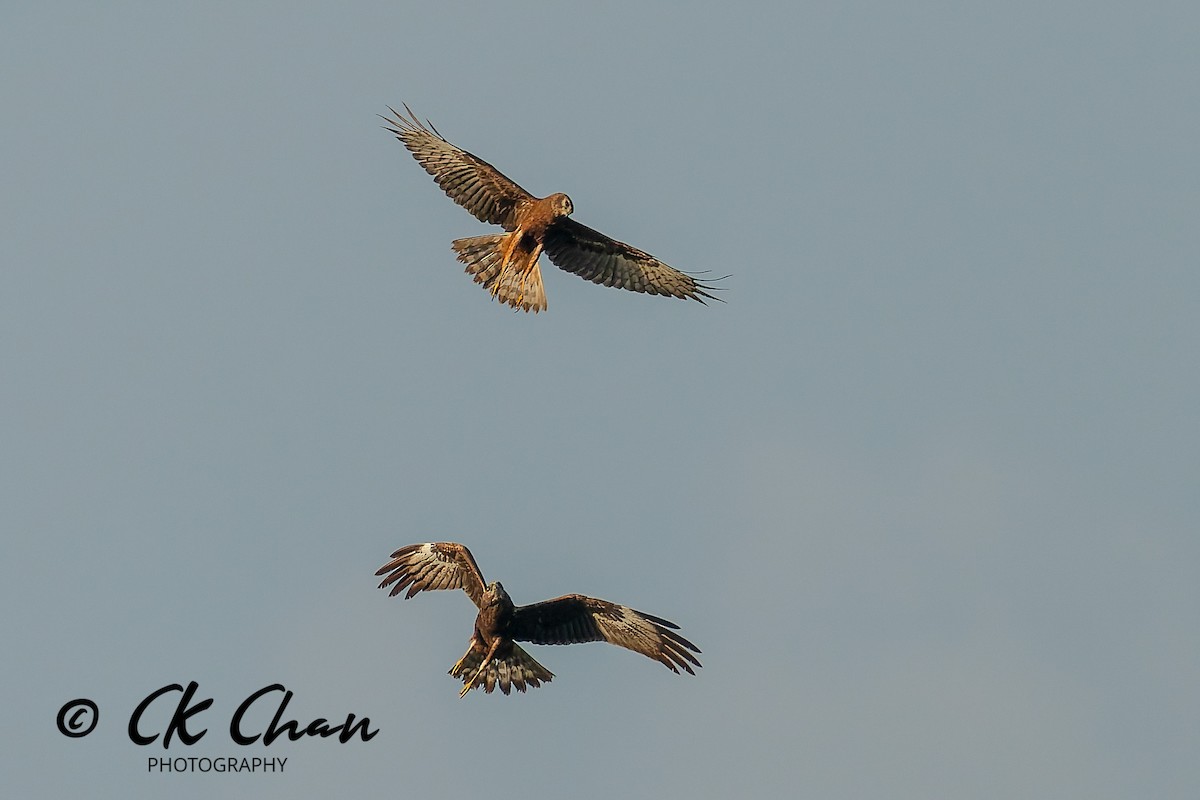 østsivhauk - ML646504514