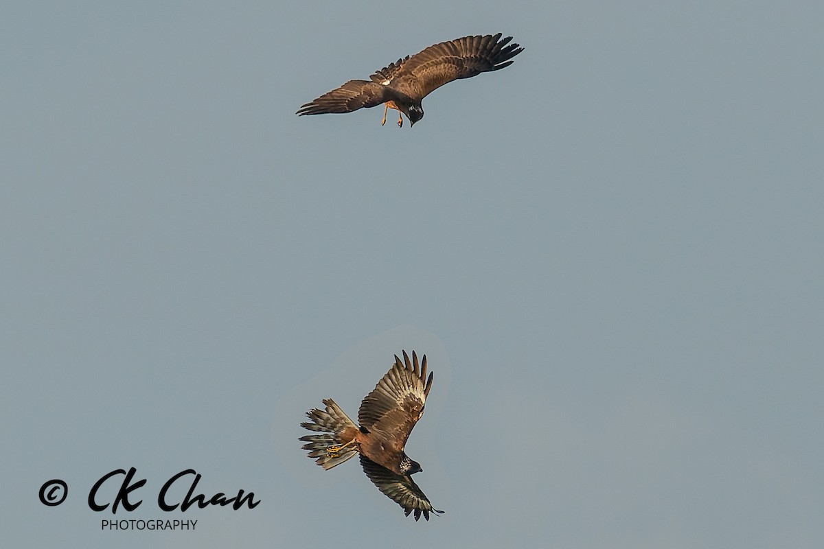 østsivhauk - ML646504515