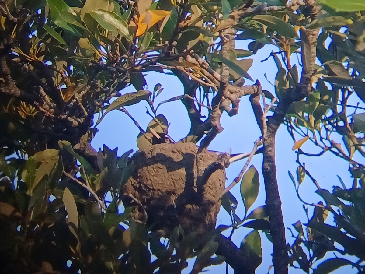 Gralline pie - ML646504520