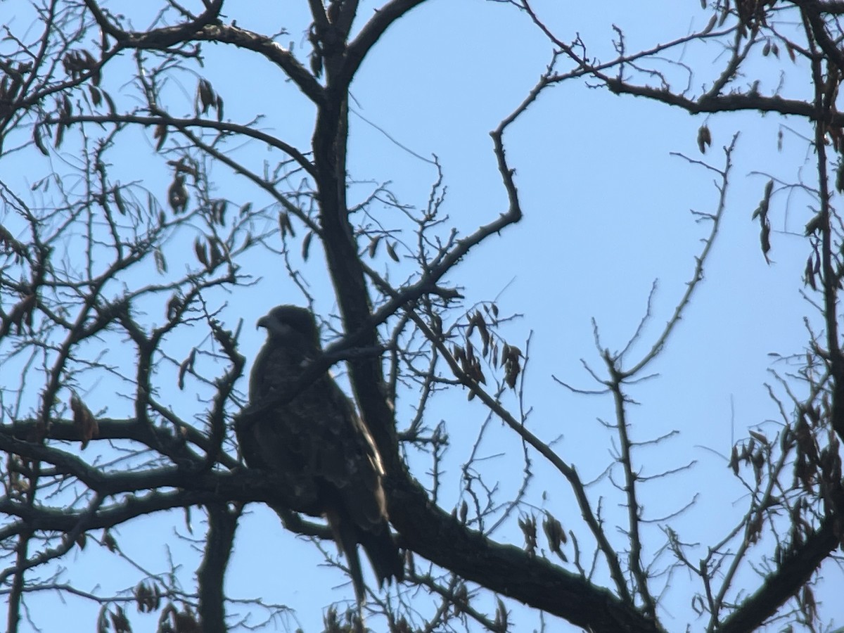 ノスリ - ML646504521