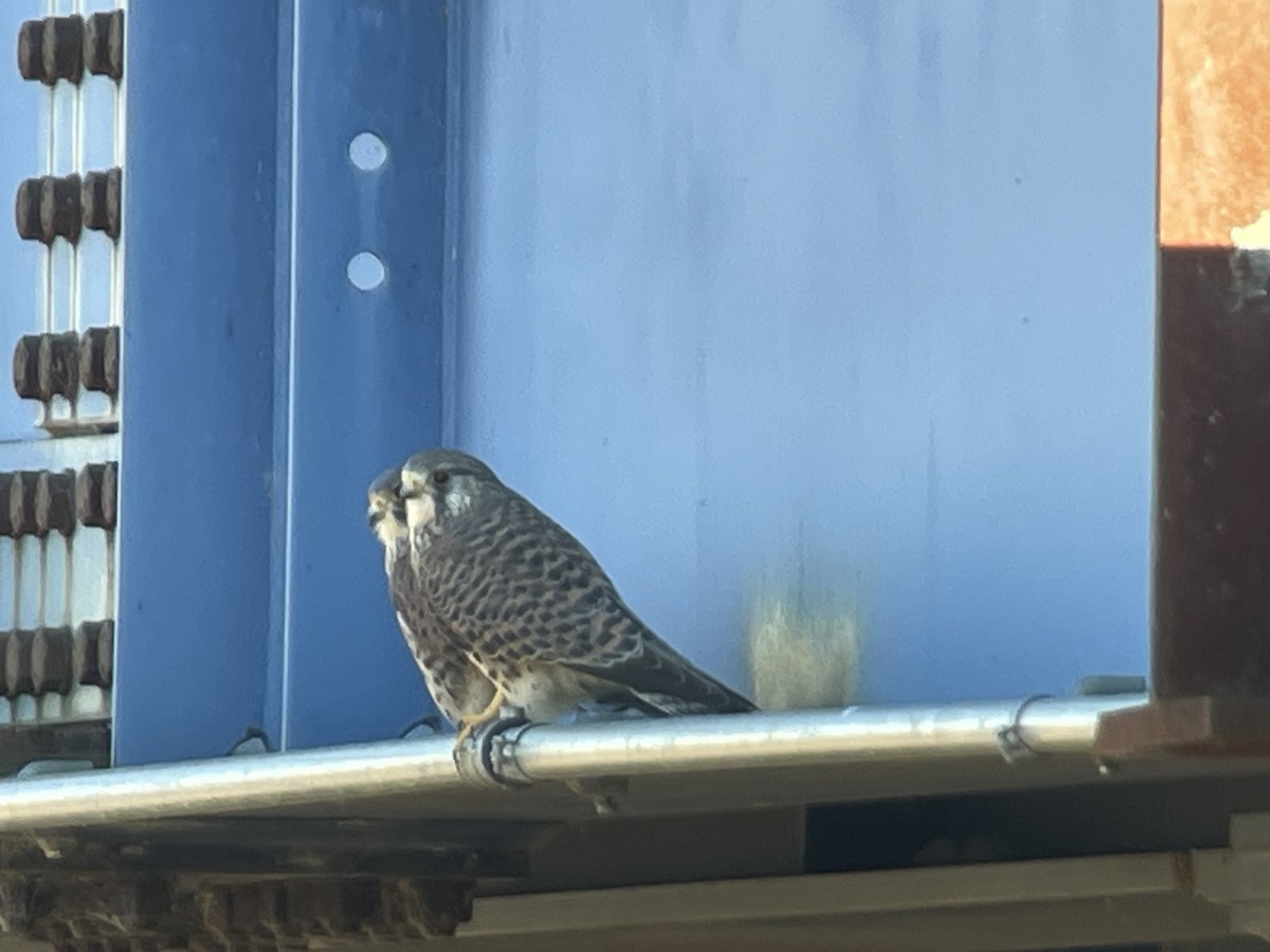 チョウゲンボウ - ML646504525