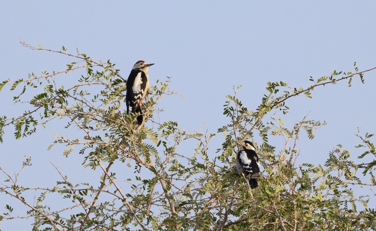 Sind Woodpecker - ML646504529