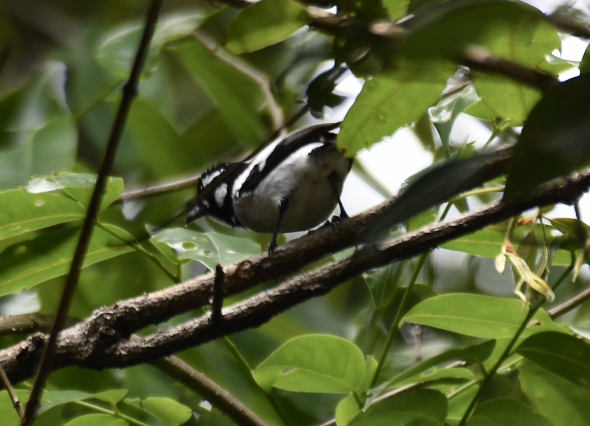 White-eared Monarch - ML646504533