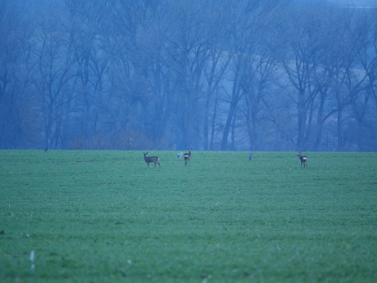 Animals - ML646504536