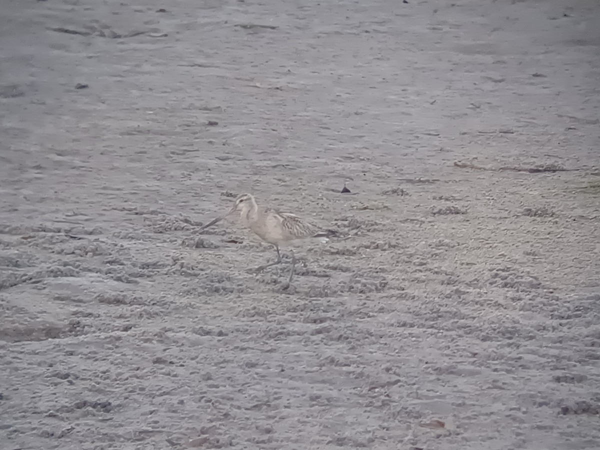 Barge rousse - ML646504542