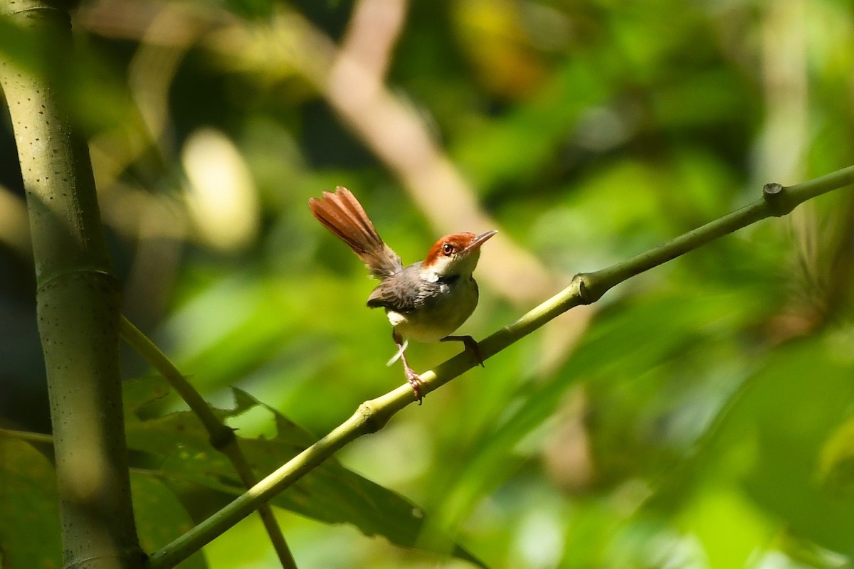 Rufous-tailed Tailorbird - ML646504543
