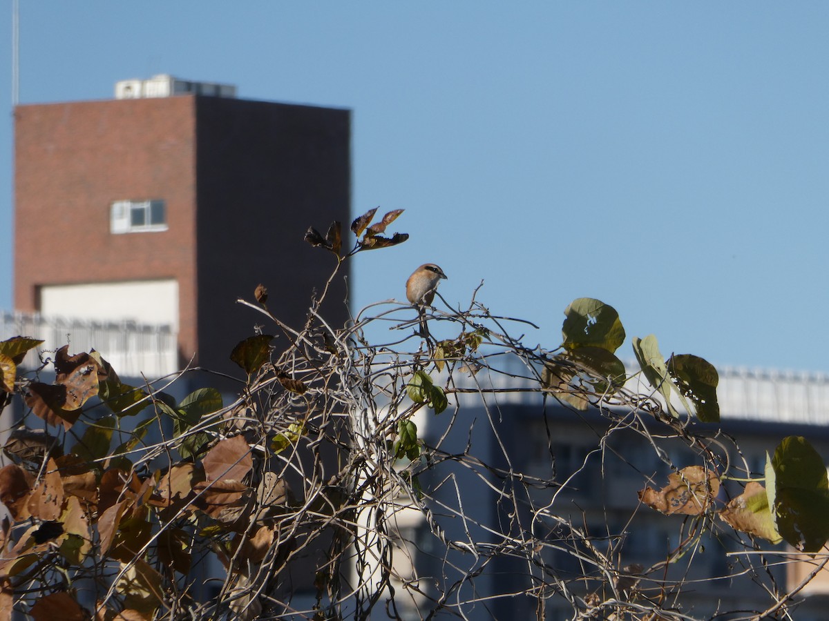 モズ - ML646504545