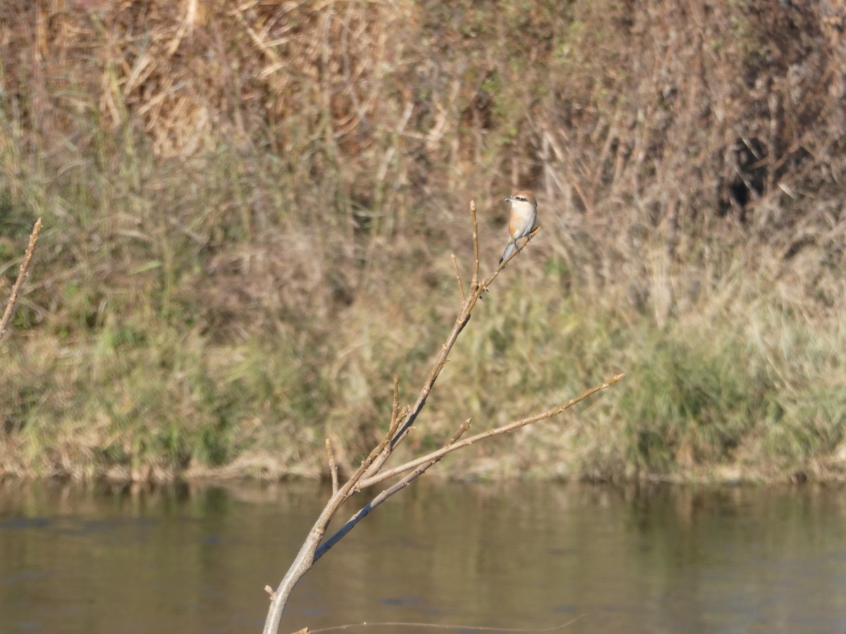 Bull-headed Shrike - ML646504547