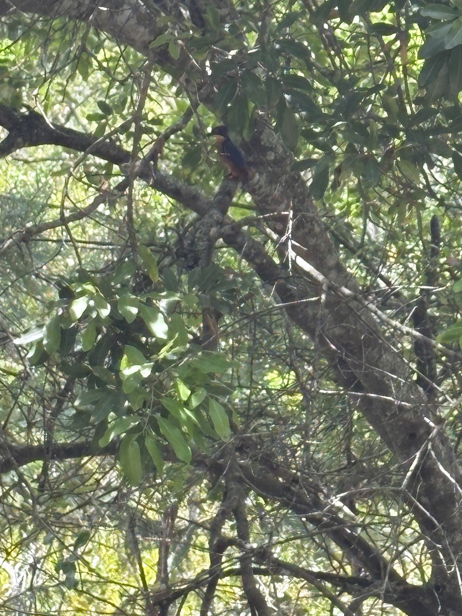 Azure Kingfisher - ML646504548