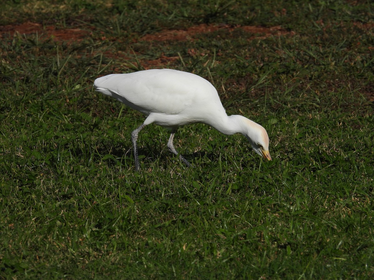 Western Cattle-Egret - ML646504549