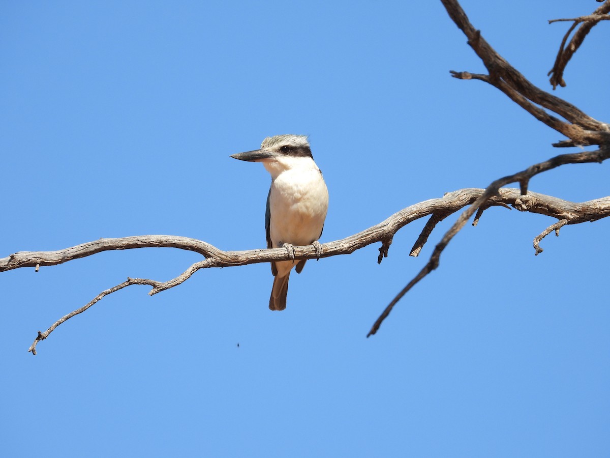 Red-backed Kingfisher - ML646504551