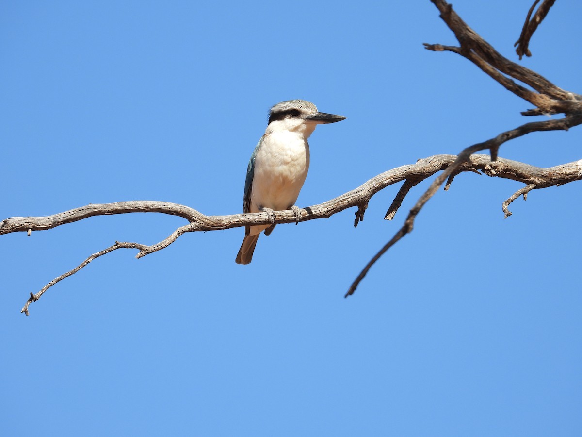 Red-backed Kingfisher - ML646504552