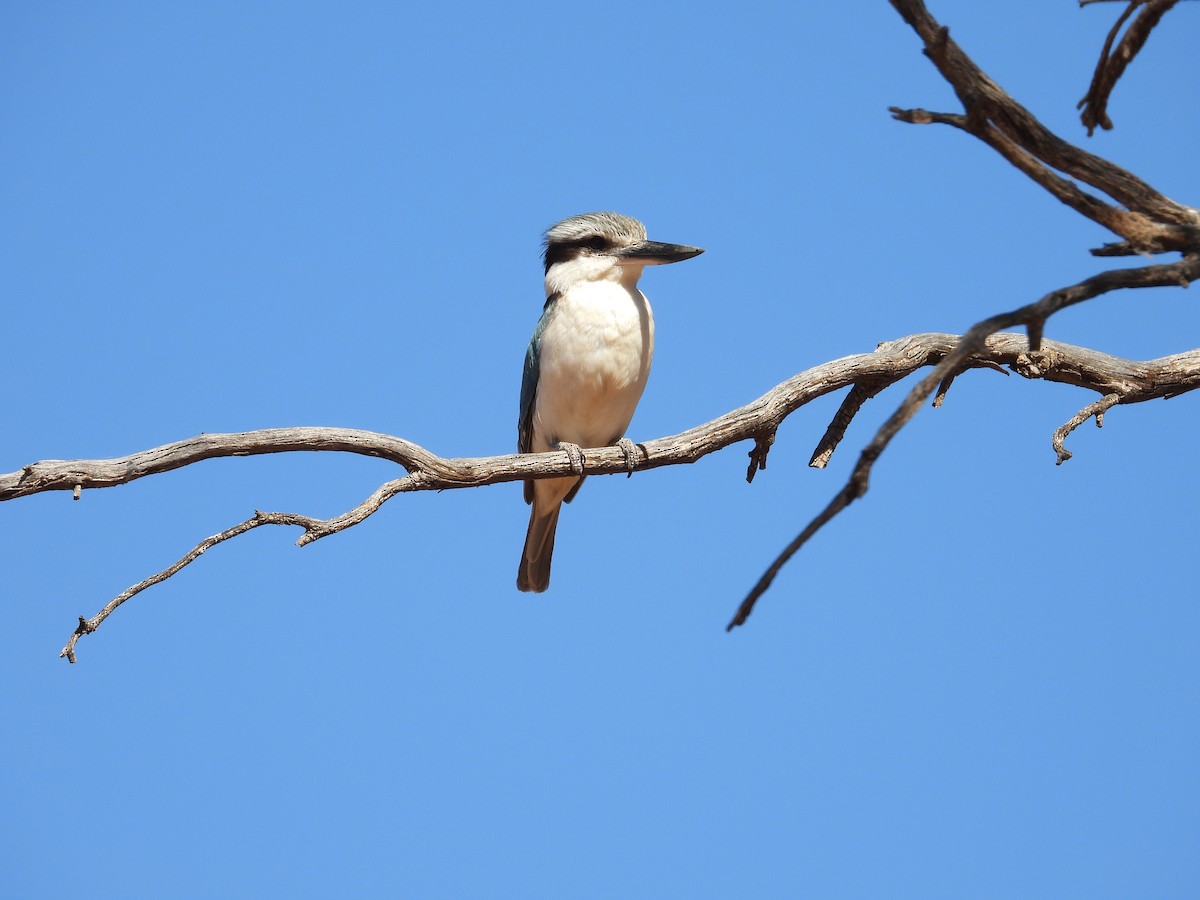 Red-backed Kingfisher - ML646504553