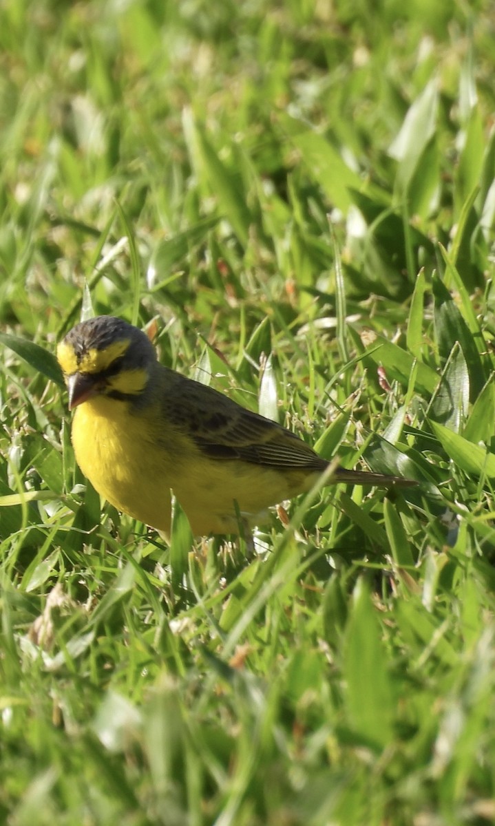 Yellow-fronted Canary - ML646504554