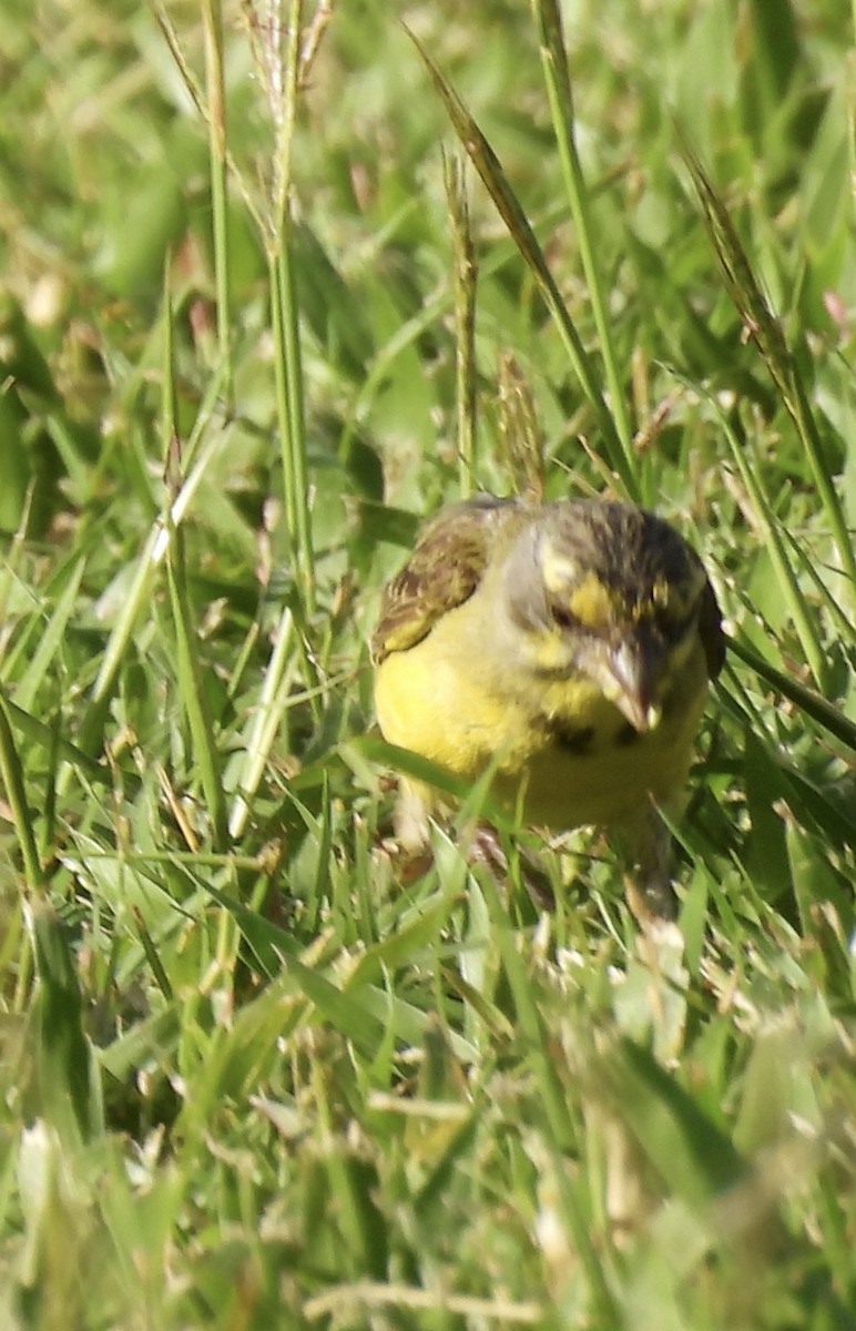 Yellow-fronted Canary - ML646504555