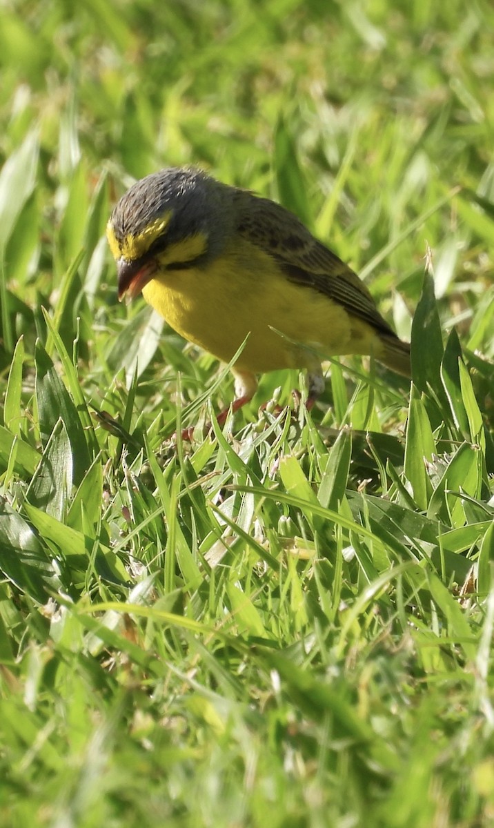 Yellow-fronted Canary - ML646504556
