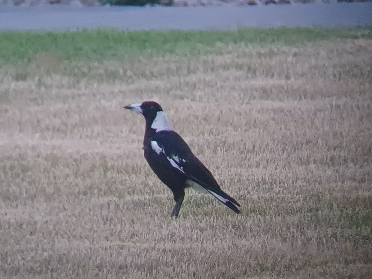 Australian Magpie - ML646504557