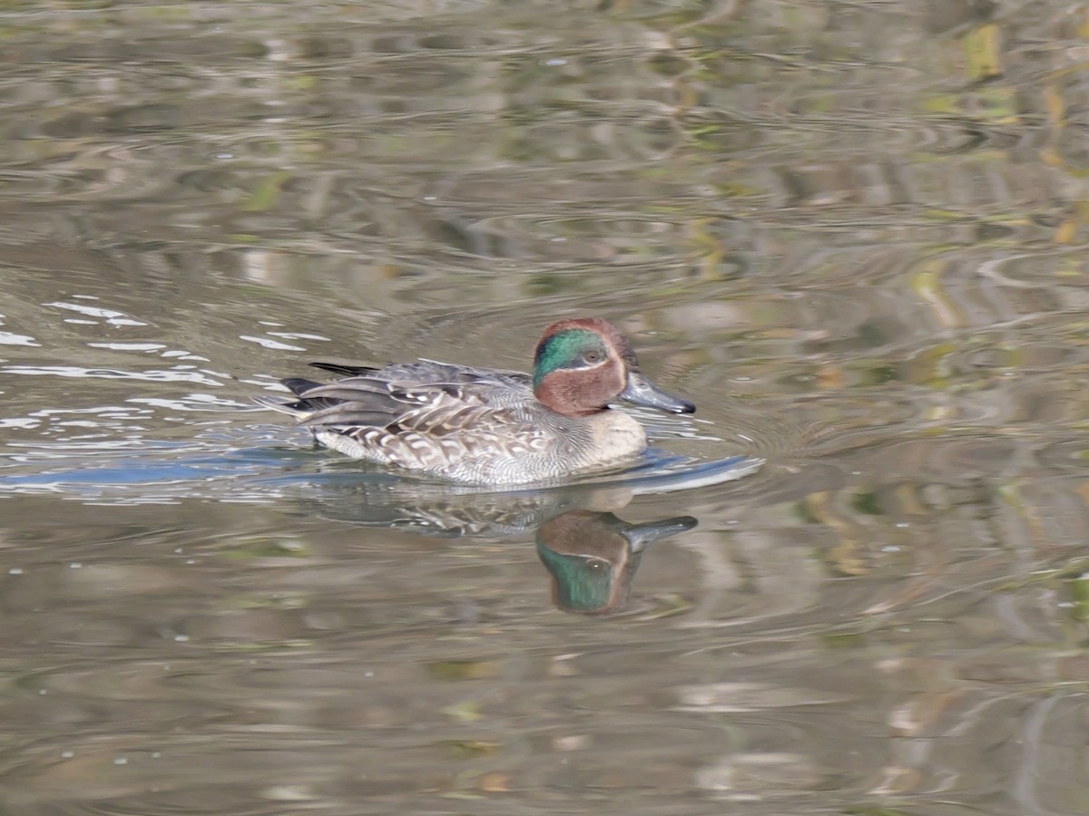 Green-winged Teal (Eurasian) - ML646504558