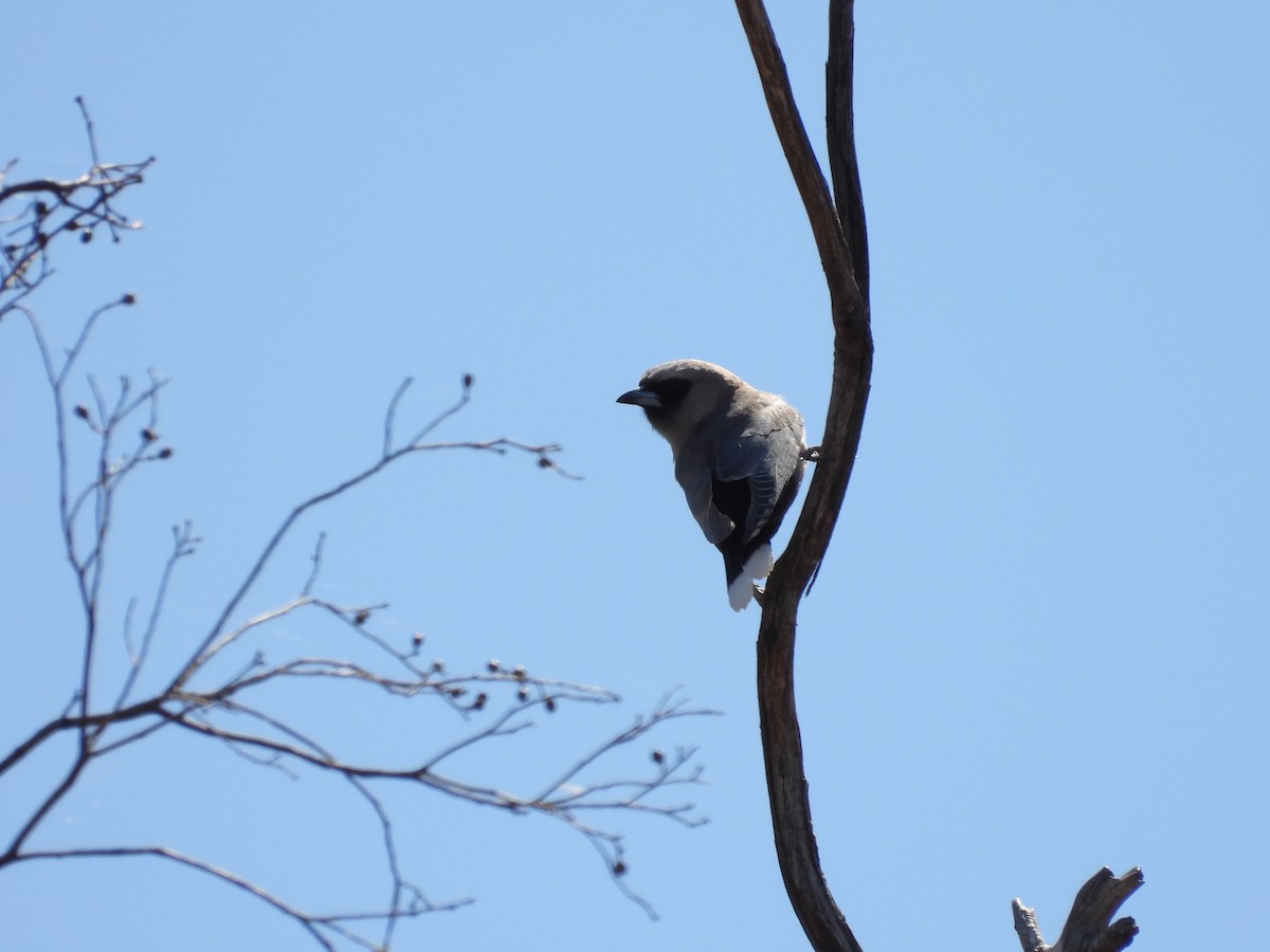 Black-faced Woodswallow - ML646504559