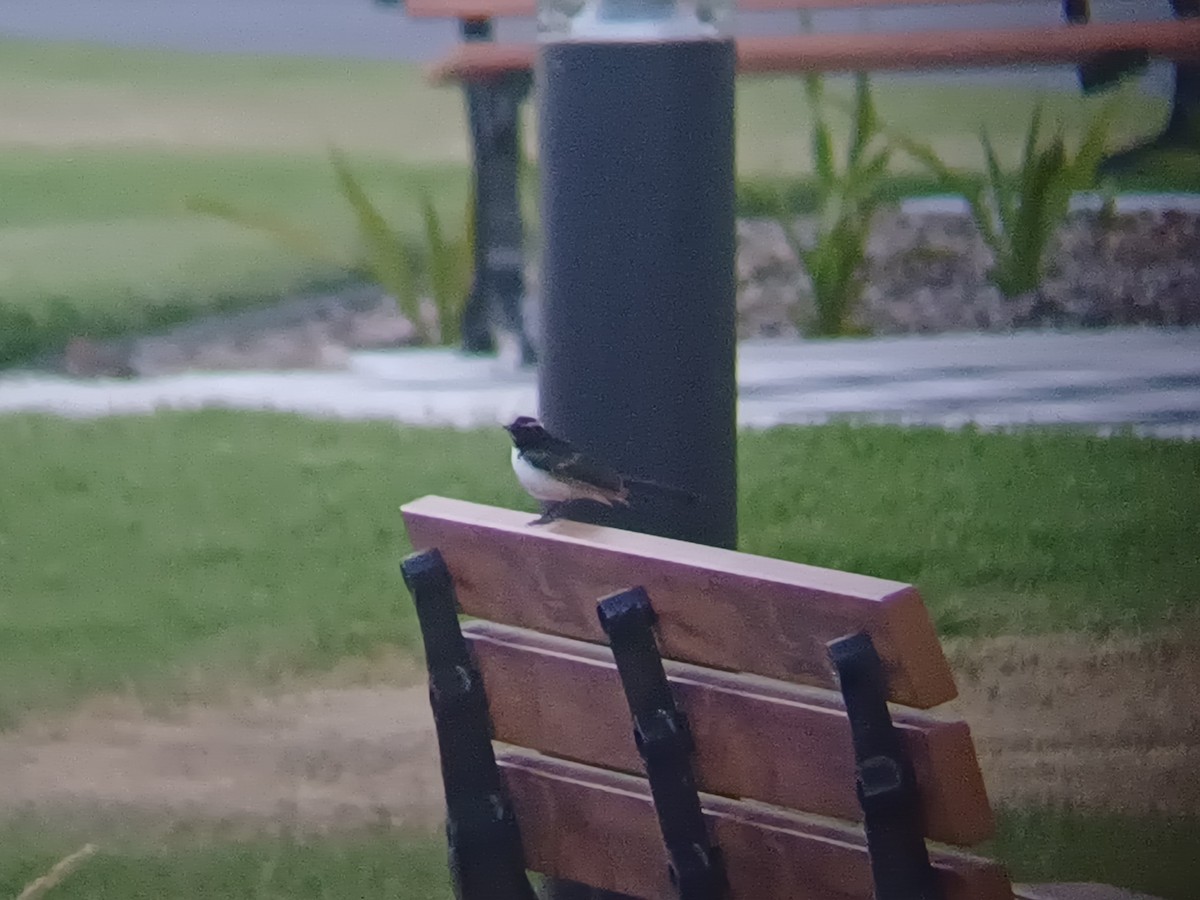 Willie-wagtail - ML646504561