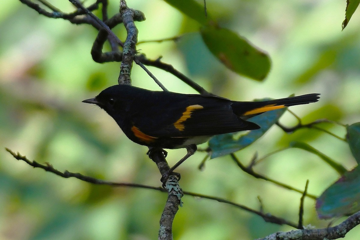 American Redstart - ML646504562
