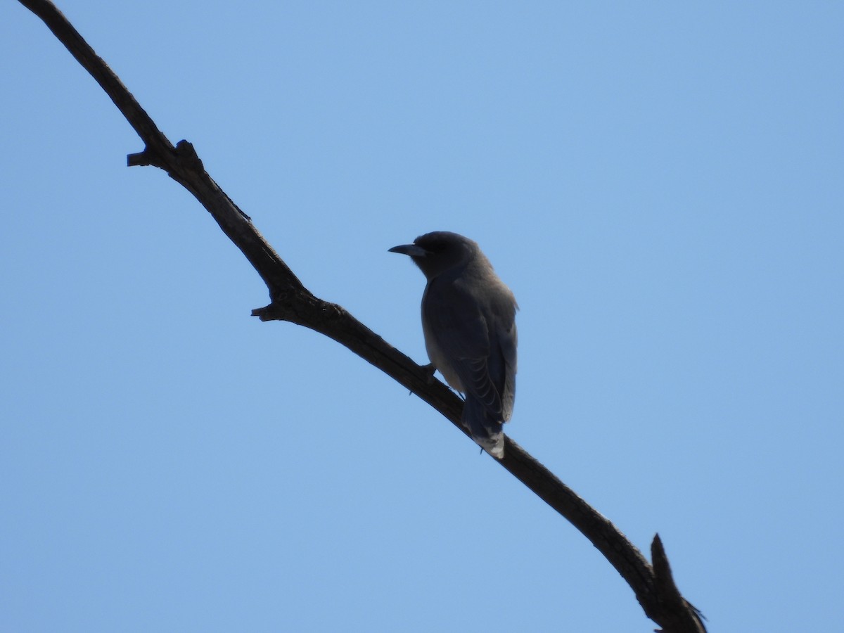 Black-faced Woodswallow - ML646504563