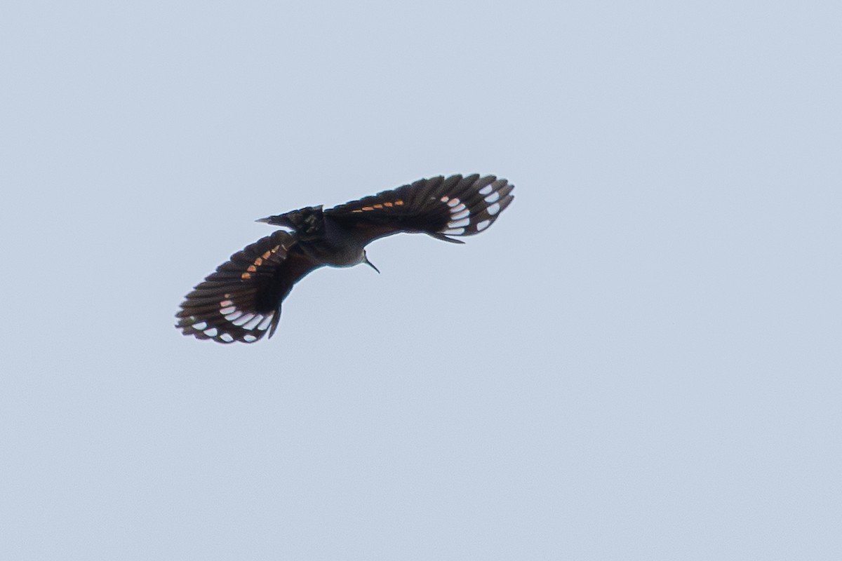 zedníček skalní - ML646504564