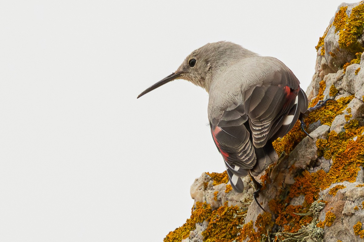 zedníček skalní - ML646504565