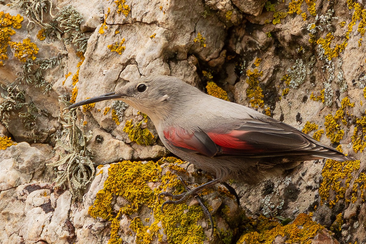 zedníček skalní - ML646504566