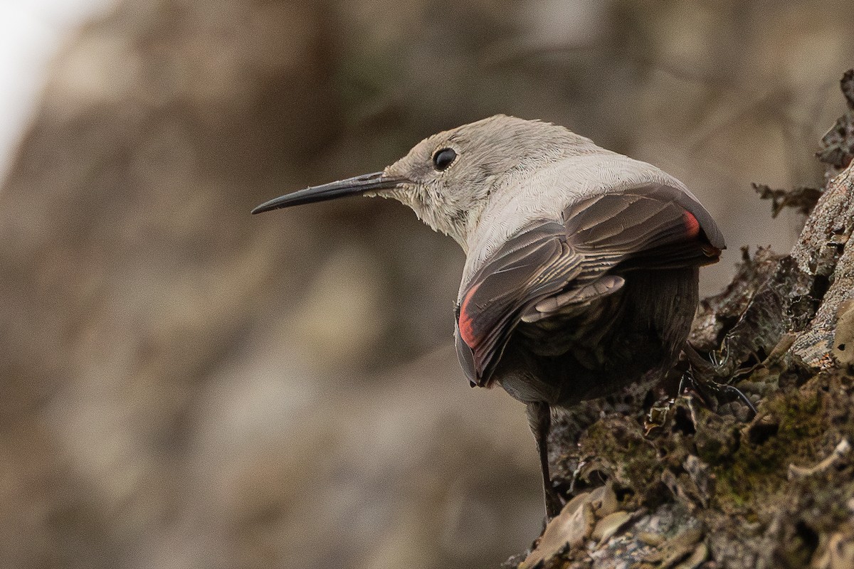 zedníček skalní - ML646504567