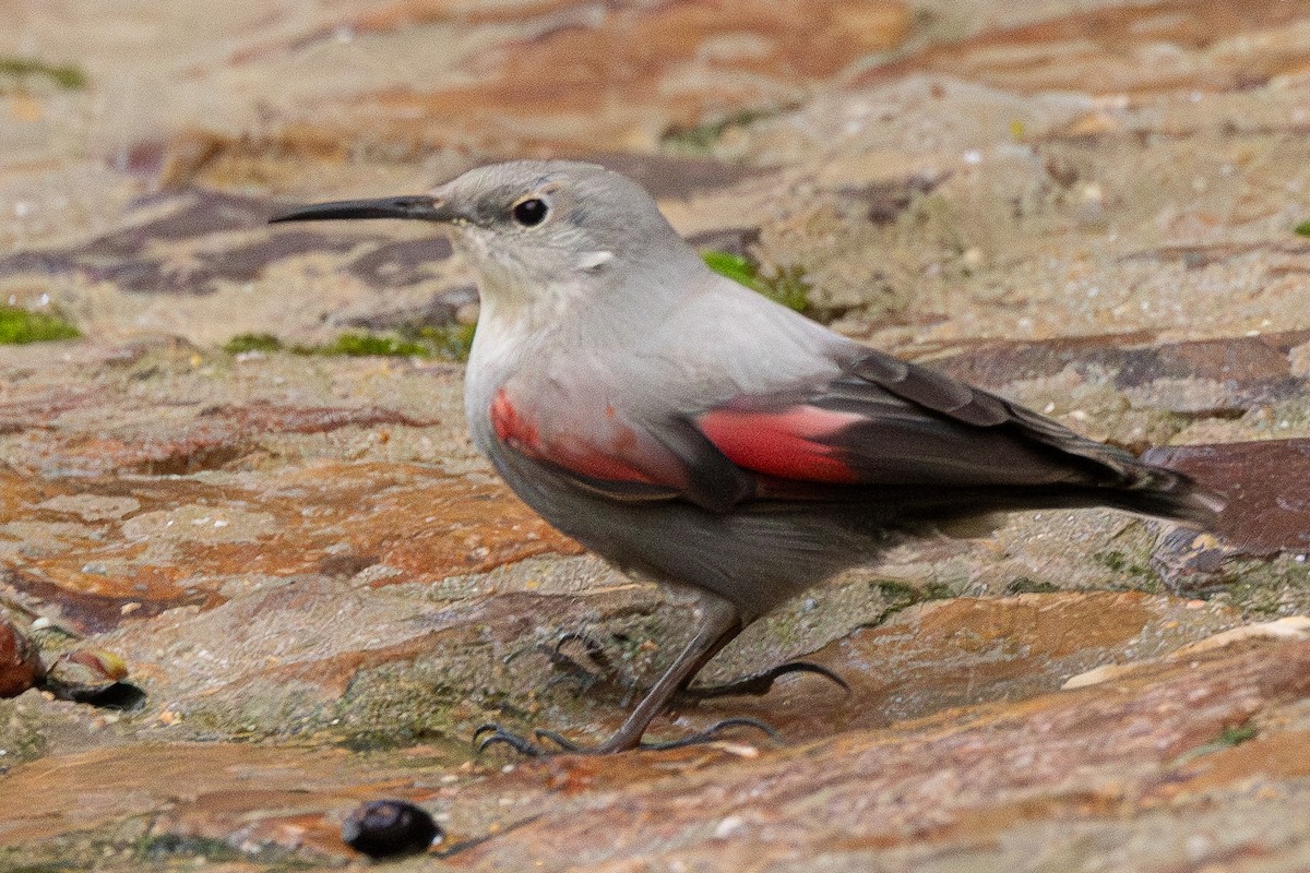 zedníček skalní - ML646504568