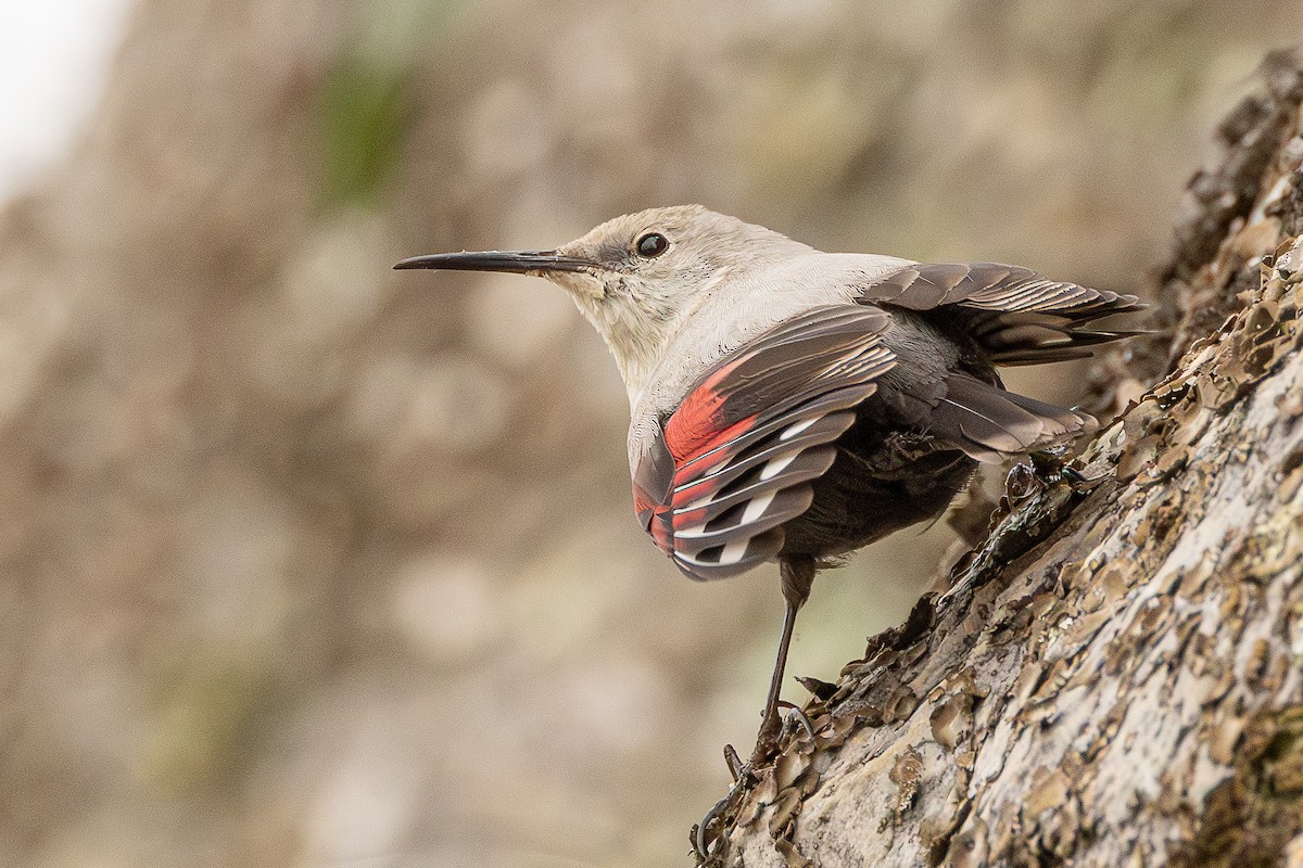 zedníček skalní - ML646504569
