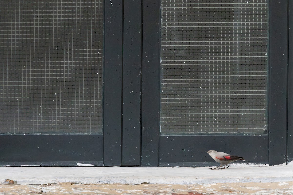 zedníček skalní - ML646504570