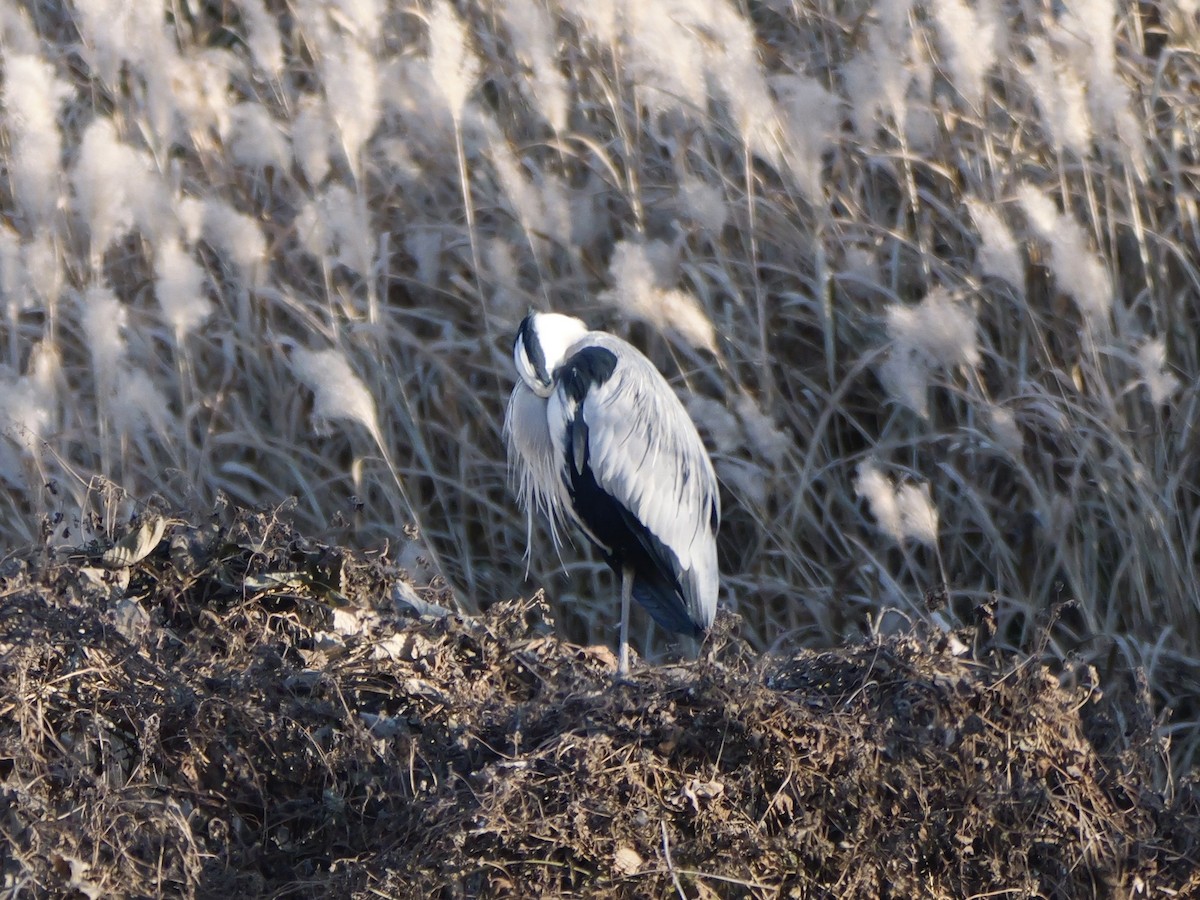 Gray Heron - ML646504571