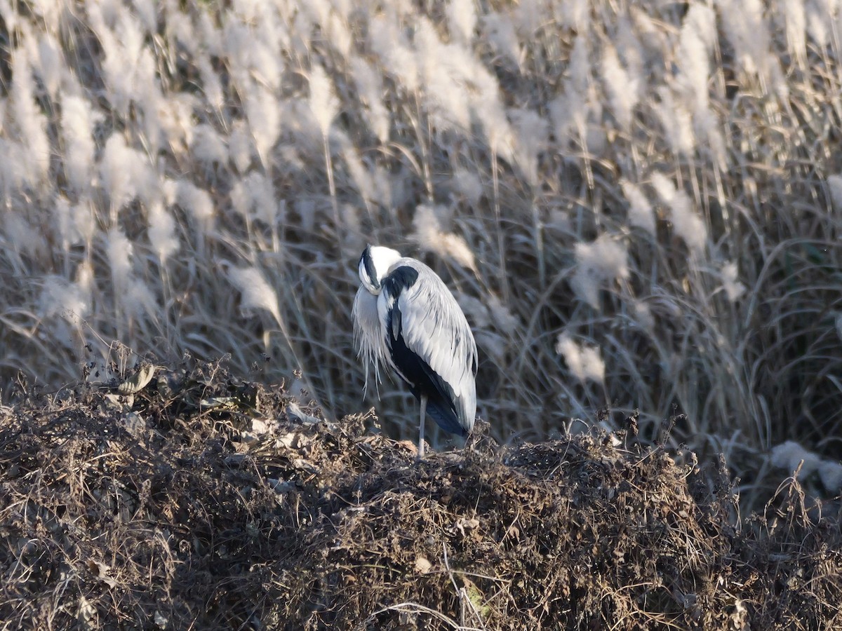 Gray Heron - ML646504572