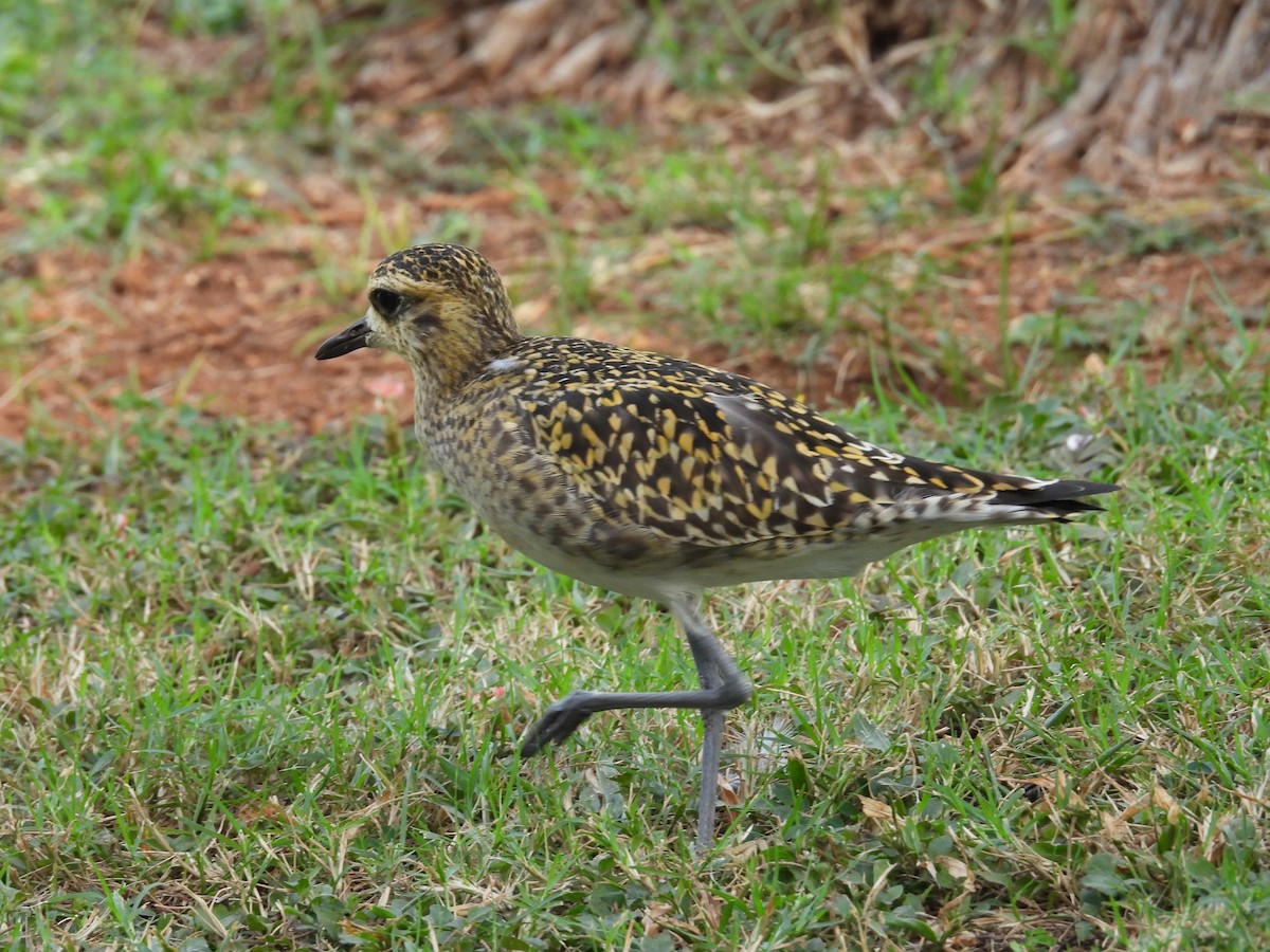 Pacific Golden-Plover - ML646504573
