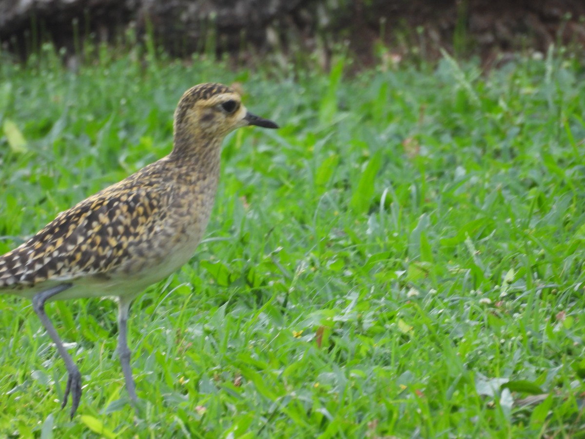 Pacific Golden-Plover - ML646504574