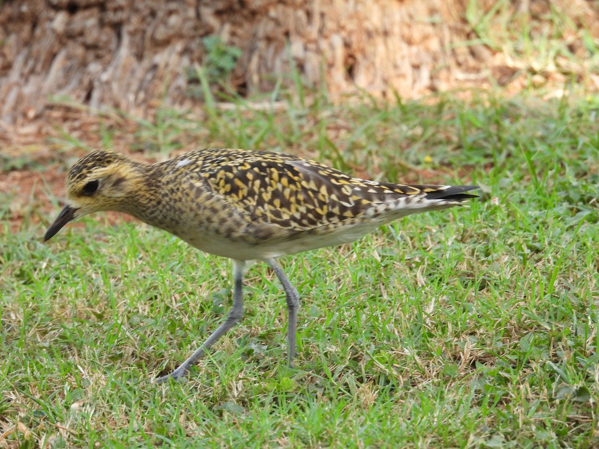 Pacific Golden-Plover - ML646504575