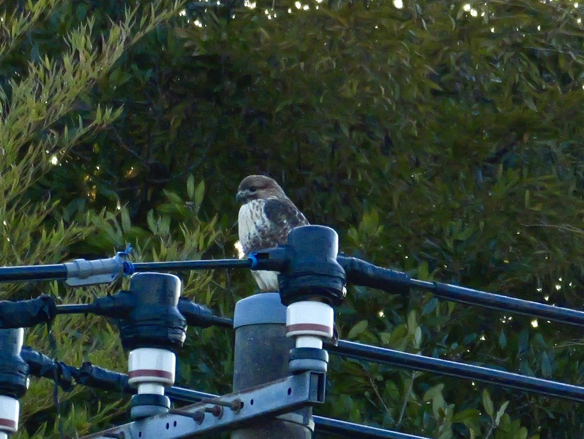 Eastern Buzzard - ML646504576