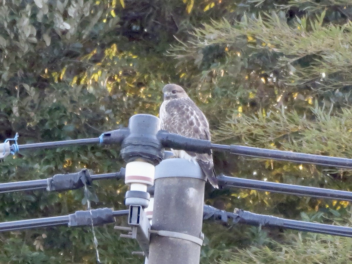 Eastern Buzzard - ML646504577