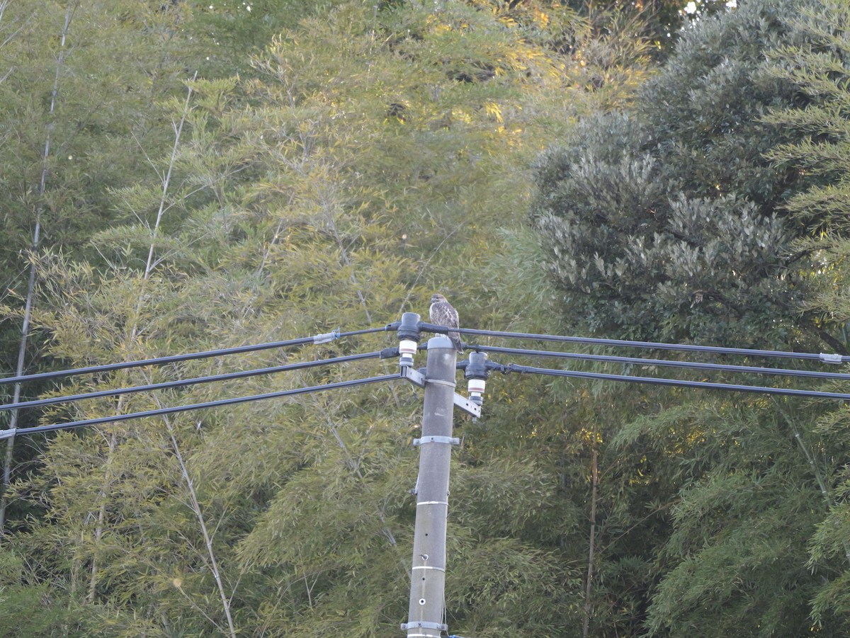 Eastern Buzzard - ML646504578