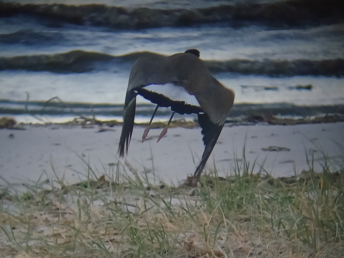 Masked Lapwing - ML646504579