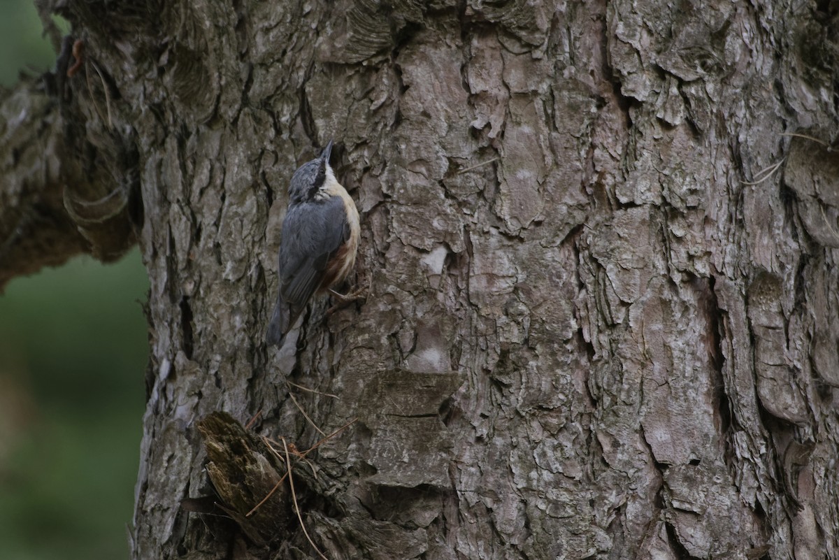 Eurasian Nuthatch - ML646504580