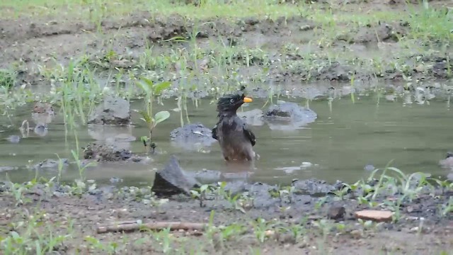 Jungle Myna - ML646504581