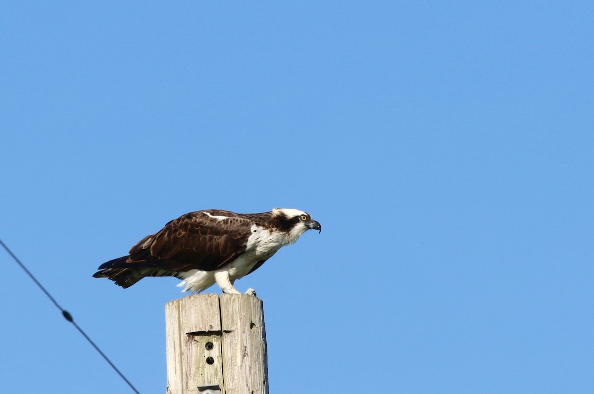 Osprey - ML646504583